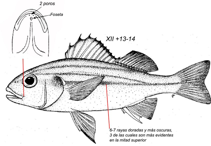 Pomadasys stridens_01.jpg